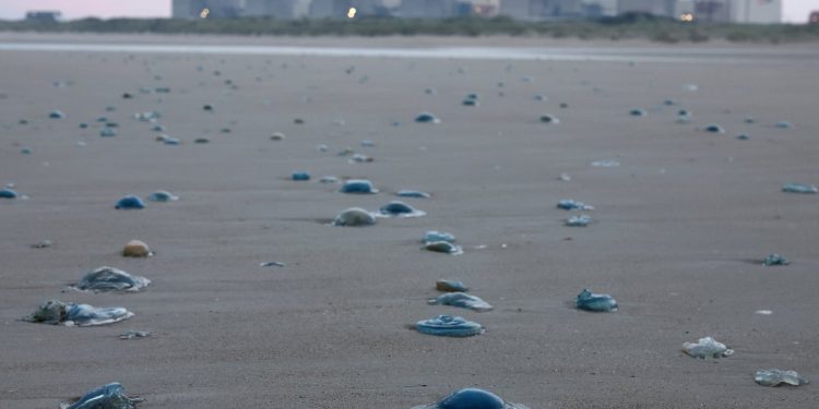 Nuklearna elektrana u Francuskoj zatvorena nakon masovnog roja meduza u plivanje u sustav hlađenja