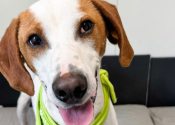 Obitelj došla u Dubrovnik na odmor i zaljubila se u psa iz azila: Otto je udomljen!