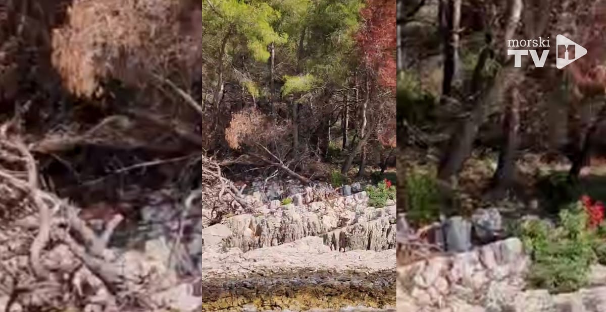 VIDEO Za što ćete se vezati kad počupate i posljednje stablo na obalnom pojasu?
