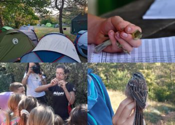 Otvoreni dani Ornitološkog kampa Učka 2025.