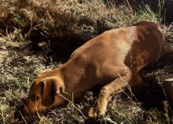 Ovaj pas na Gorancima je u opasnosti jer ga nepoznati muškarac želi ubiti, dolazak najavio i večeras