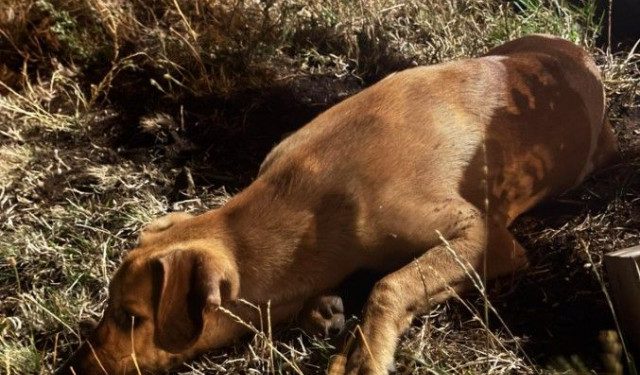 Ovaj pas na Gorancima je u opasnosti jer ga nepoznati muškarac želi ubiti, dolazak najavio i večeras