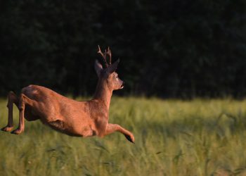 Ovo se viđa jednom u životu: Vozač kod Daruvara doživio bizarnu nesreću sa srndaćem