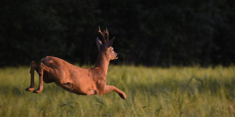 Ovo se viđa jednom u životu: Vozač kod Daruvara doživio bizarnu nesreću sa srndaćem