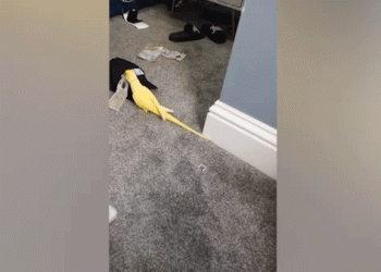 Papagaj pomaže britanskoj policiji da pukne zatvorski prsten s oponašanim frazama