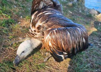 Pomozimo kvarnerskim bjeloglavim supovima koji ljeti nerijetko završe u moru!