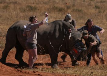 Rhino rogovi u Južnoj Africi ubrizgani radioaktivnim izotopima za suzbijanje probijanja