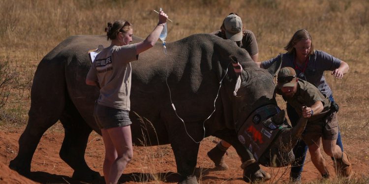 Rhino rogovi u Južnoj Africi ubrizgani radioaktivnim izotopima za suzbijanje probijanja