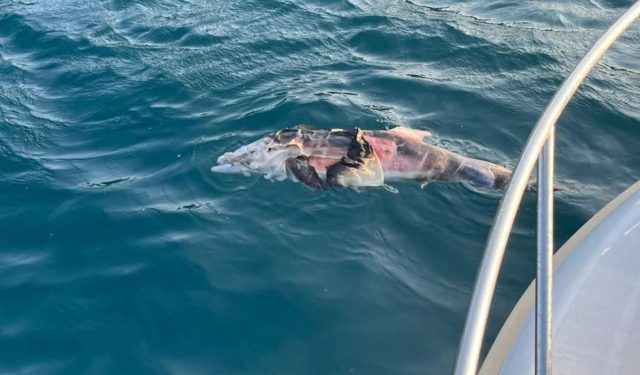 Ribolovci iz Neuma otkrili kako je uginuo dupin kod Pelješkog mosta