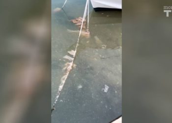 Saga o govnima u trogirskoj Foši 3