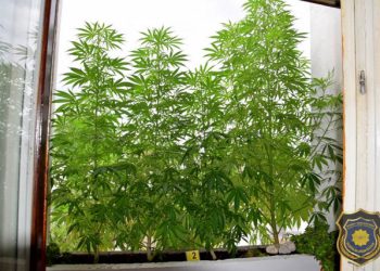 Sarajliji u stanu pronađeno 30 stabljika marihuane