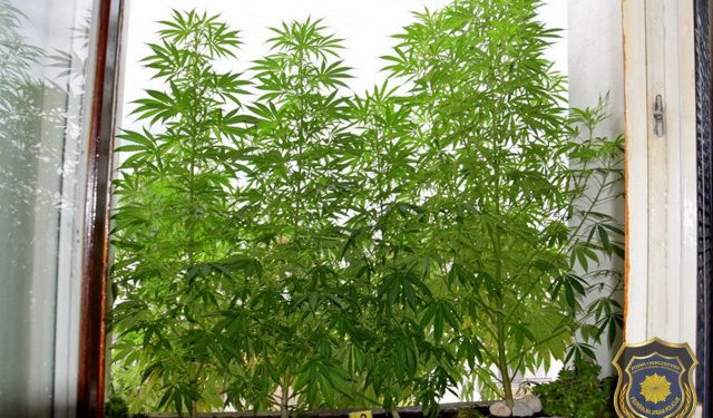 Sarajliji u stanu pronađeno 30 stabljika marihuane