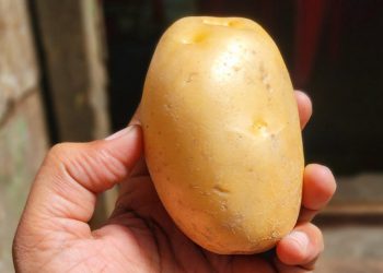 Slobodna Dalmacija – Bizaran slučaj iz Cetinske krajine: supruga i sin nisu mu dali ključ od auta, on ih gađao krumpirom. Osuđen je