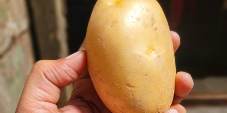 Slobodna Dalmacija – Bizaran slučaj iz Cetinske krajine: supruga i sin nisu mu dali ključ od auta, on ih gađao krumpirom. Osuđen je