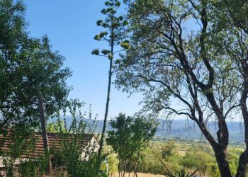 Slobodna Dalmacija – FOTO Ovo je raritet za Dalmatinsku zagoru! Imoćanin nam se pohvalio: ‘Ovih dana mi je procvjetala!’