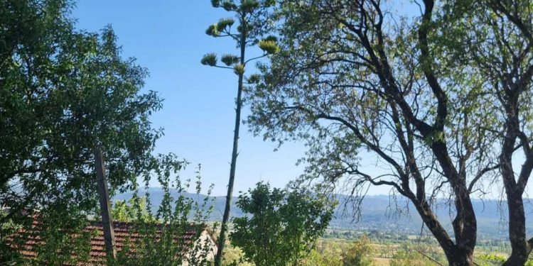 Slobodna Dalmacija – FOTO Ovo je raritet za Dalmatinsku zagoru! Imoćanin nam se pohvalio: ‘Ovih dana mi je procvjetala!’