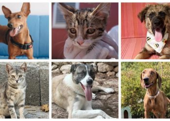 Slobodna Dalmacija – Jednog psa su ostavili neuhranjenog, zavezanog za traktor, štenac pronađen na smetlištu…Možete li ih spasiti?