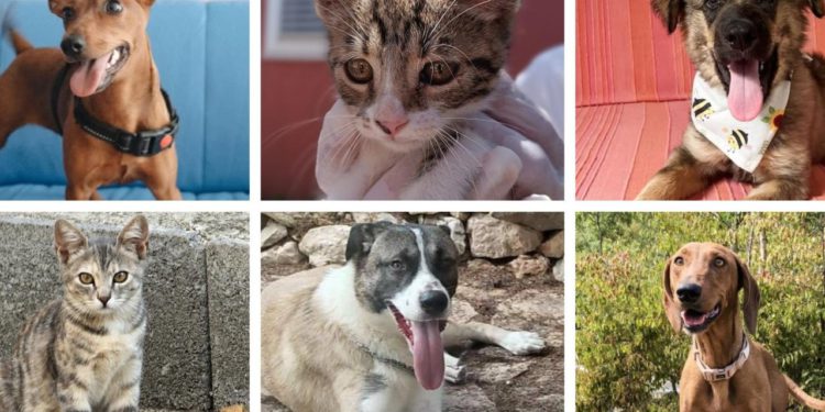 Slobodna Dalmacija – Jednog psa su ostavili neuhranjenog, zavezanog za traktor, štenac pronađen na smetlištu…Možete li ih spasiti?