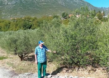 Slobodna Dalmacija – Jozi se smilovalo nebo, prijetila je potpuna katastrofa: ‘Suša nas je doslovno satrala, ovo je spas u zadnji čas…’