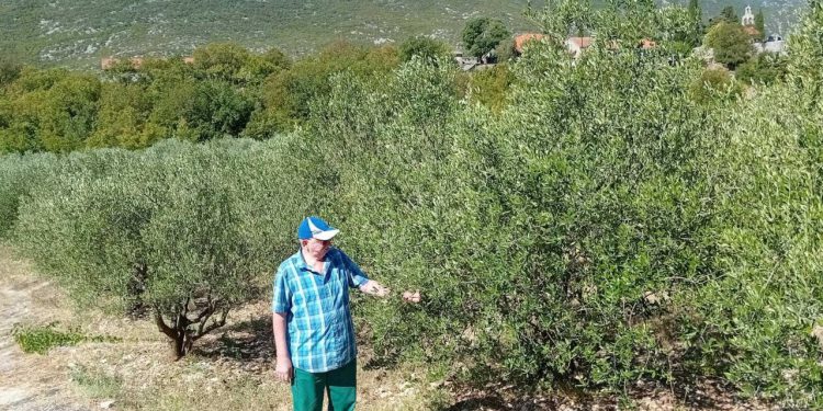 Slobodna Dalmacija – Jozi se smilovalo nebo, prijetila je potpuna katastrofa: ‘Suša nas je doslovno satrala, ovo je spas u zadnji čas…’