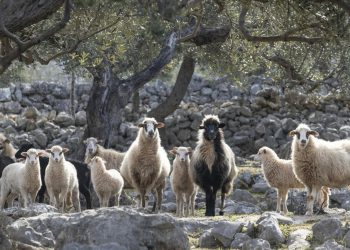 Slobodna Dalmacija – Pa nek netko kaže da su glupe! Pogledajte gdje su se ovce, usred ničega, skrile od vrućine