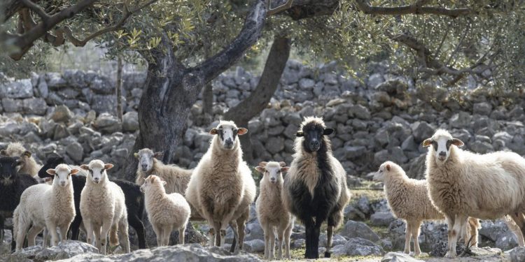 Slobodna Dalmacija – Pa nek netko kaže da su glupe! Pogledajte gdje su se ovce, usred ničega, skrile od vrućine