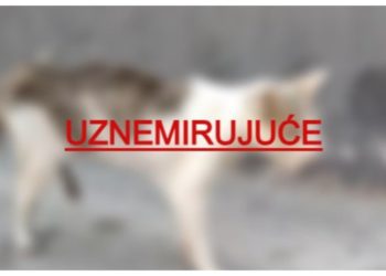 Slobodna Dalmacija – Pomozite čovjeku spasiti mačku koja je pretrpjela užas: ‘Jadna Dalmacijo, živi ti leševi hodaju po ulicama‘