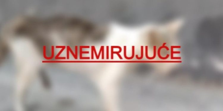 Slobodna Dalmacija – Pomozite čovjeku spasiti mačku koja je pretrpjela užas: ‘Jadna Dalmacijo, živi ti leševi hodaju po ulicama‘