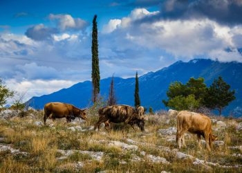 Slobodna Dalmacija – Prava opasnost tek dolazi! Antraks hara Zagorom, a sad je stigla i ‘vektorska bolest’: ‘Ne pamtim ovako tešku situaciju’