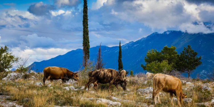Slobodna Dalmacija – Prava opasnost tek dolazi! Antraks hara Zagorom, a sad je stigla i ‘vektorska bolest’: ‘Ne pamtim ovako tešku situaciju’