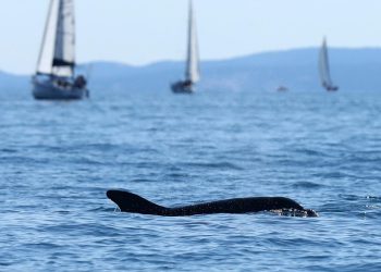 Slobodna Dalmacija – Tužan prizor kod Splita, pronađen mrtvi dupin. Istraga u tijeku; čini se da je životinja mučena ili ubijena…