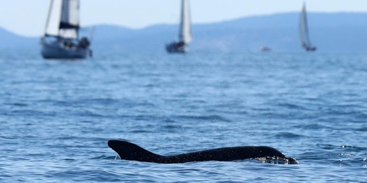 Slobodna Dalmacija – Tužan prizor kod Splita, pronađen mrtvi dupin. Istraga u tijeku; čini se da je životinja mučena ili ubijena…