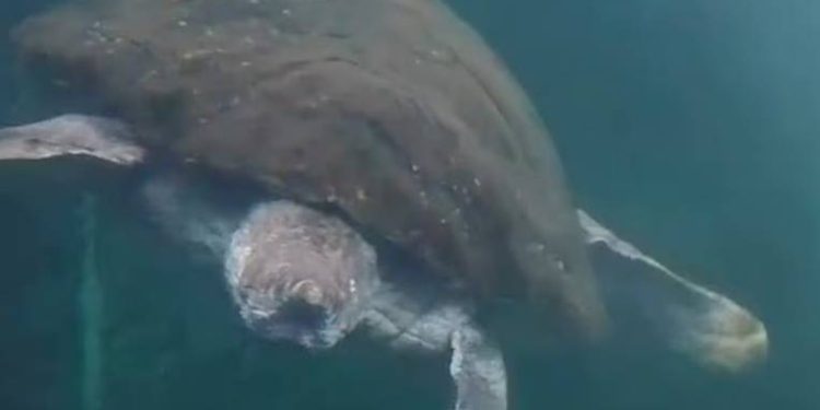 Najstarija poznata svjetska morska kornjača puštena u ocean nakon 40 godina: "Umjesto kući krenula je u drugom smjeru!"