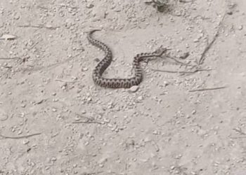 Dijete u Istri ugrizla zmija otrovnica, hitno helikopterom prebačeno u Rijeku: "Radi li se o poskoku?"