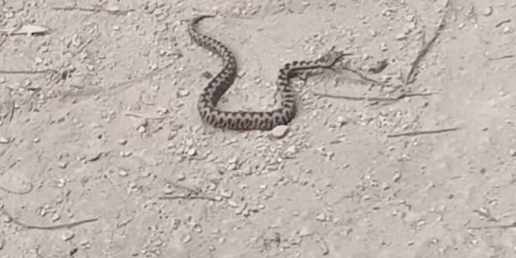 Dijete u Istri ugrizla zmija otrovnica, hitno helikopterom prebačeno u Rijeku: "Radi li se o poskoku?"