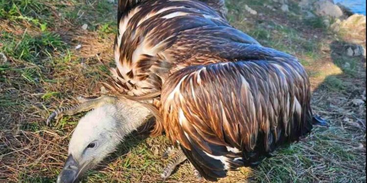 Spašen mladi bjeloglavi sup kod plaže Trstika na otoku Krku