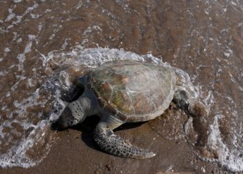 Stručnjaci su se alarmirali dok su mrtve kornjače s krvavim očima isperu se na australijskim plažama: ‘To je vrlo, vrlo zabrinjavajuće’