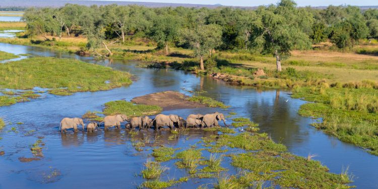 The struggle to protect wildlife around the world as Trump’s aid cuts start to bite