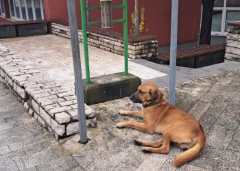 U Konjicu potvrđeno deset slučajeva leptospiroze kod životinja