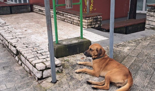 U Konjicu potvrđeno deset slučajeva leptospiroze kod životinja