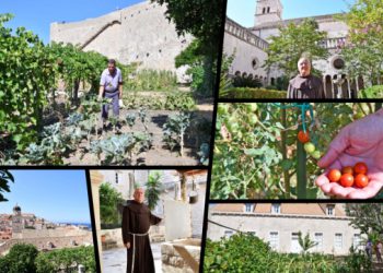 U srcu Dubrovnika raste život: Franjevci održavaju vrtove, a turisti ih nagrade aplauzom (FOTO)