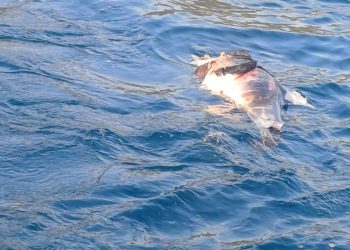 UZNEMIRUJUĆE Kod Pelješkog mosta pronađeno više mrtvih dupina