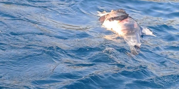 UZNEMIRUJUĆE Kod Pelješkog mosta pronađeno više mrtvih dupina