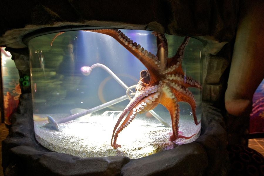 Slično onome na slici, Cthulhu, divovska pacifička hobotnica u akvariju San Antonio, ima oko 200 usisnih šalica po ruci