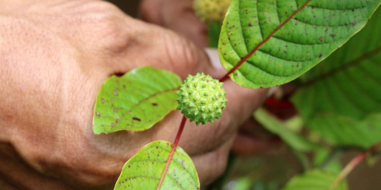 Upozorenja se šire na Tiktoku o pićima ‘Feel Fee’ koja sadrže kratoma, koji ima efekte slične opioidima