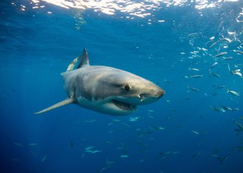 Veliki veliki bijeli morski pas primijećen plivajući blizu pristaništa Santa Monice