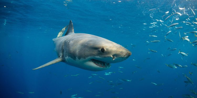 Veliki veliki bijeli morski pas primijećen plivajući blizu pristaništa Santa Monice