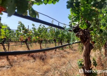 Vinogradarima ne bi loše došlo i malo kiše, no suša ima jednu pozitivnu stranu