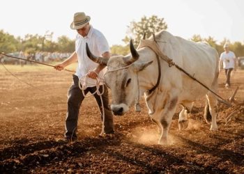 Vol Sarožin s 1.340 kilograma iz Gospodi najteži istarski boškarin