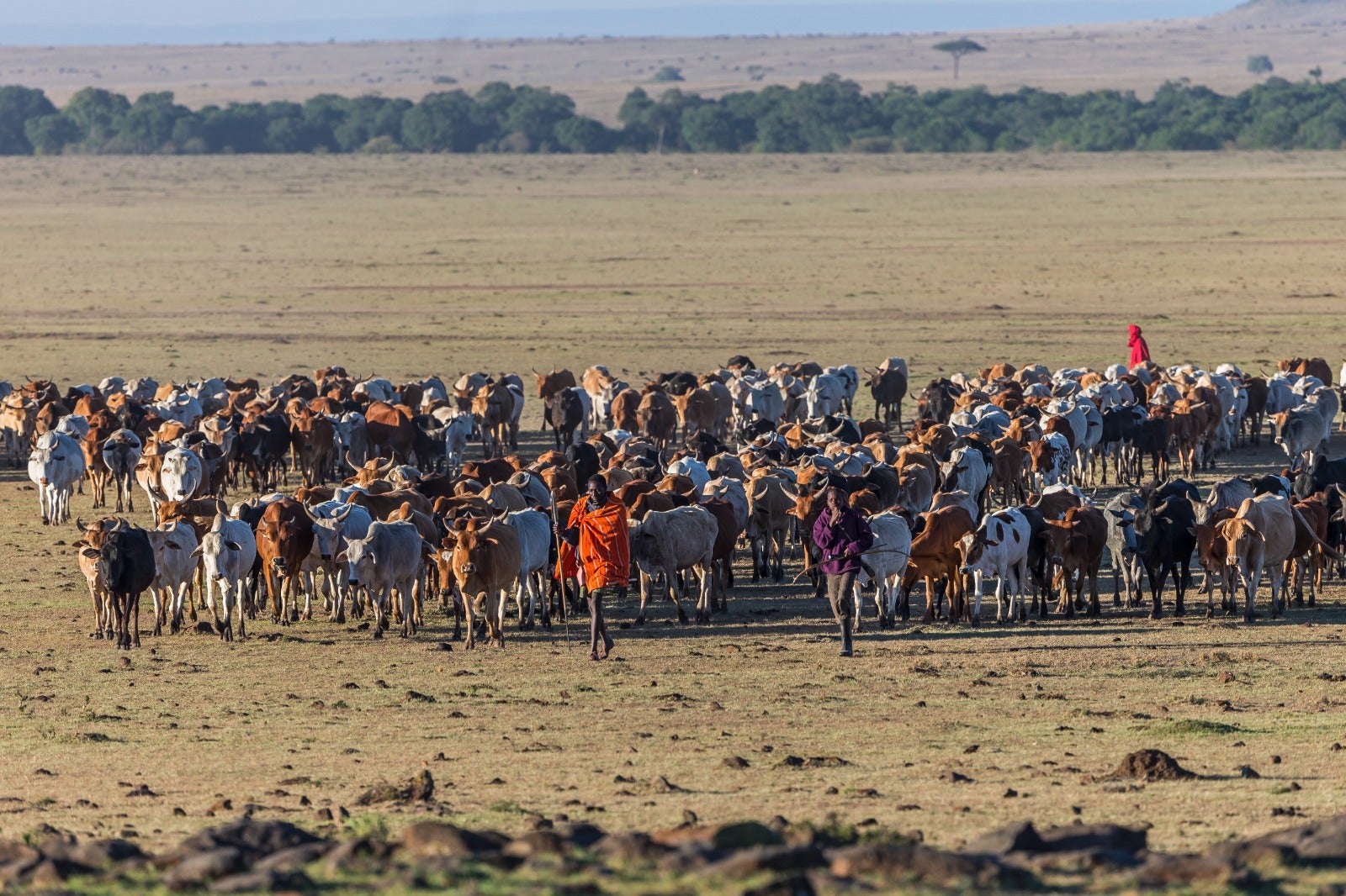 Maasai herdsmen are pictured in the Maasai Mara conservancies